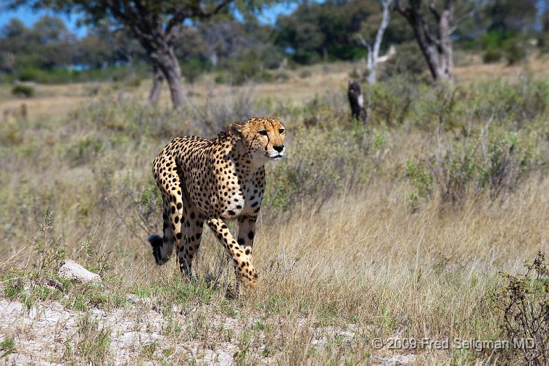 20090615_133352 D3 X1.jpg - Its main prey are small gazelles.  It is a carnivore and seeks out animals that weigh less than 80 or so pounds